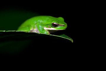 Image showing little frog