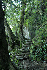 Image showing path through the rainforest