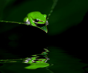 Image showing little frog in contemplation