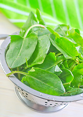 Image showing sorrel