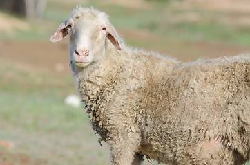 Image showing Portrait of sheep on field background