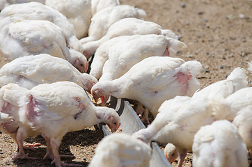 Image showing Many chicks growing up chickens and turkeys peck feed tray pen