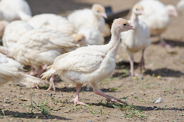 Image showing Younger chickens and turkey hens
