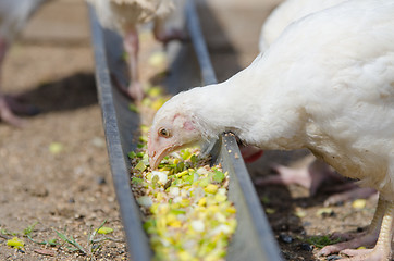 Image showing The younger chick pecks food in the pan