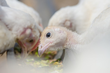 Image showing Close-up of the head of the younger chick chicken