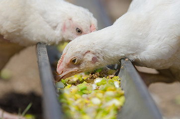Image showing Younger chickens and turkeys, chickens pecking for food in the pan