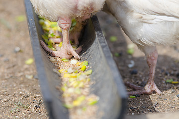 Image showing Chicken chicken come to feed in the tray