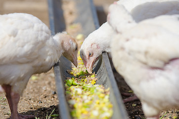 Image showing Younger chickens and turkeys, chickens eat the food in the pan