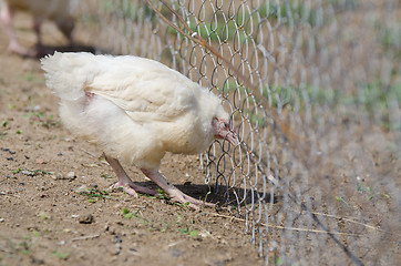 Image showing The younger chick chicken wire mesh pen