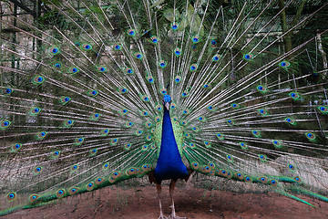 Image showing Portrait of beautiful peacock 