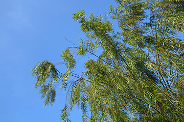 Image showing Weeping willow tree