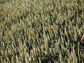 Image showing corn field