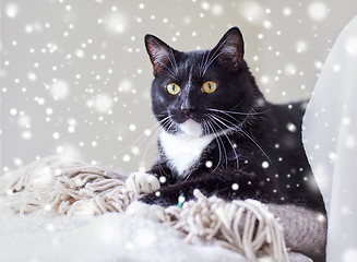 Image showing black and white cat lying on plaid at home