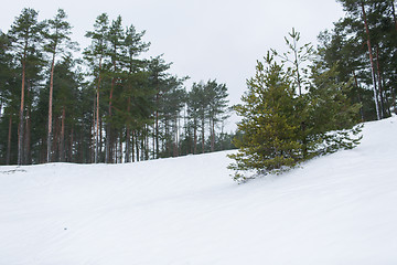 Image showing winter spruce forest and snow cowered field