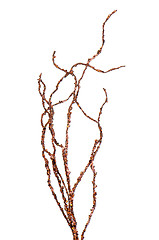 Image showing Golden Christmas decoration branches