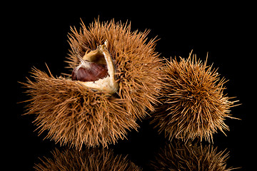 Image showing Chestnuts on a black reflective background