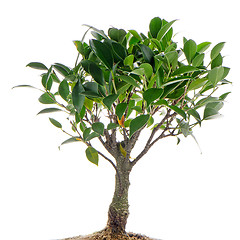 Image showing Chinese green bonsai tree