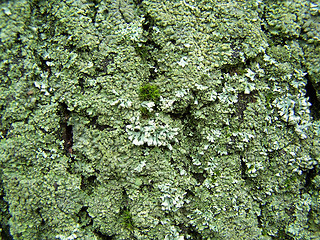Image showing Moss on old tree.