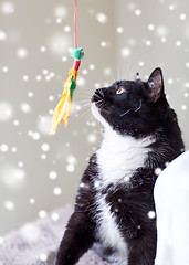 Image showing black and white cat playing with feather toy