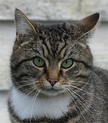 Image showing Norwegian Forestcat_2_11.03.2008