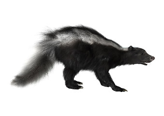 Image showing Striped Skunk on White