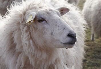 Image showing Sheep