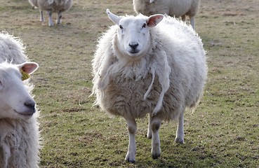 Image showing Sheep