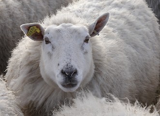 Image showing Sheep