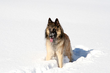 Image showing Shepherd dog in the snow