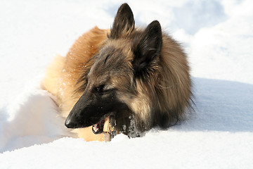 Image showing Shepherd dog in the snow