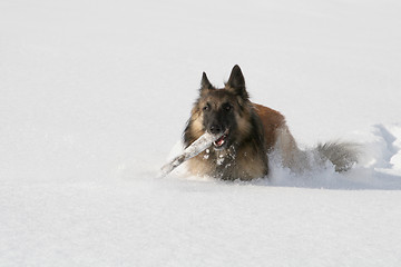 Image showing Shepherd dog running in the snow