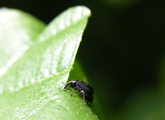 Image showing Weevil Deporaus betulae