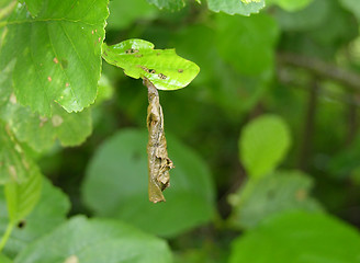 Image showing Weevil Deporaus betulae