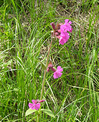 Image showing Red Campion Silene dioica