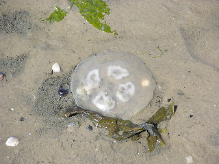 Image showing Jellyfish on beach