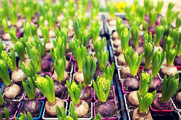 Image showing close up of hyacinths seedlings at greenhouse