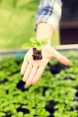 Image showing close up of woman hand holding seedling sprout