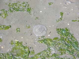 Image showing Jellyfish and algae on beach