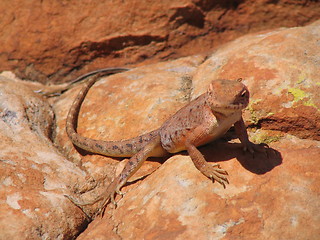 Image showing lizard