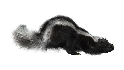 Image showing Striped Skunk on White