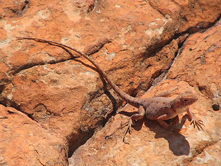 Image showing Lizard