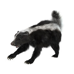 Image showing Striped Skunk on White