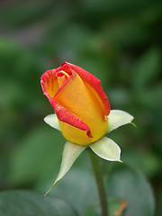 Image showing alpine rose 02