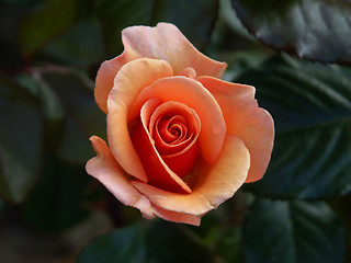 Image showing alpine rose 03