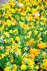 Image showing in london yellow flowe  spring