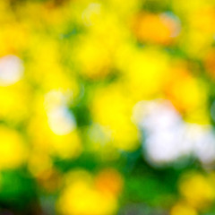 Image showing  white in london yellow flower  background