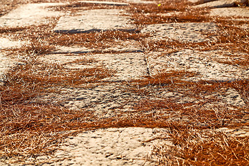 Image showing pine needles   arykanda turkey asia 