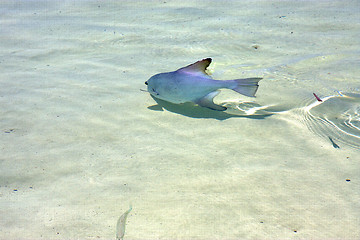 Image showing   fish   isla         in mexico froath  sunny day  wave