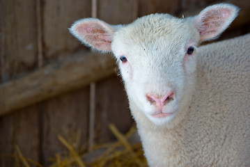 Image showing cute lamb