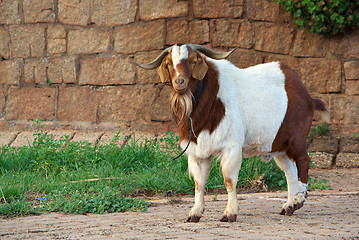 Image showing goat on path